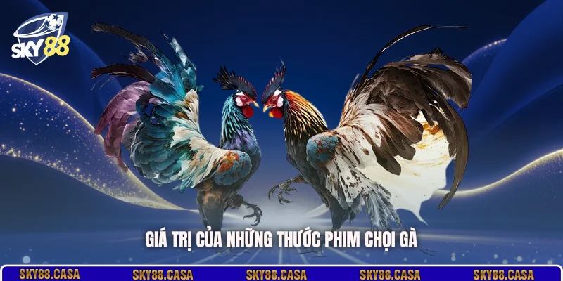 Giá trị của những thước phim chọi gà