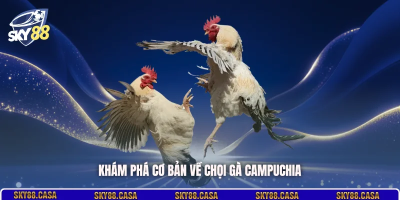 Khám phá cơ bản về chọi gà Campuchia