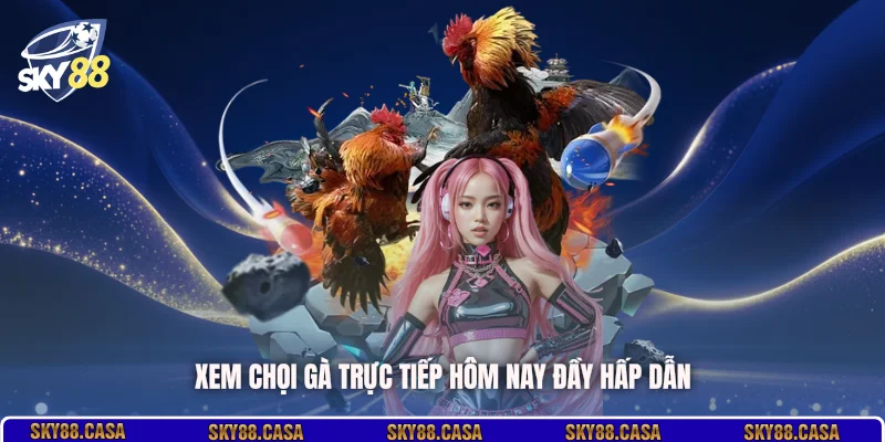 Xem chọi gà trực tiếp hôm nay đầy hấp dẫn